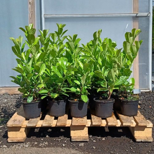40/60cm Pot Grown Common Laurel Prunus laurocerasus Rotundifolia | ScotPlants Direct